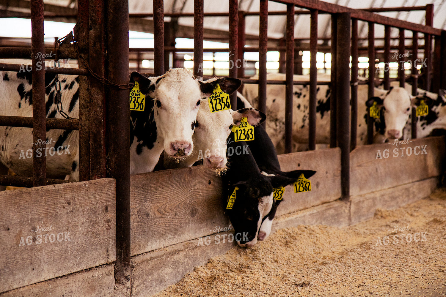 Holstein Cattle in Open Air Barn 67383