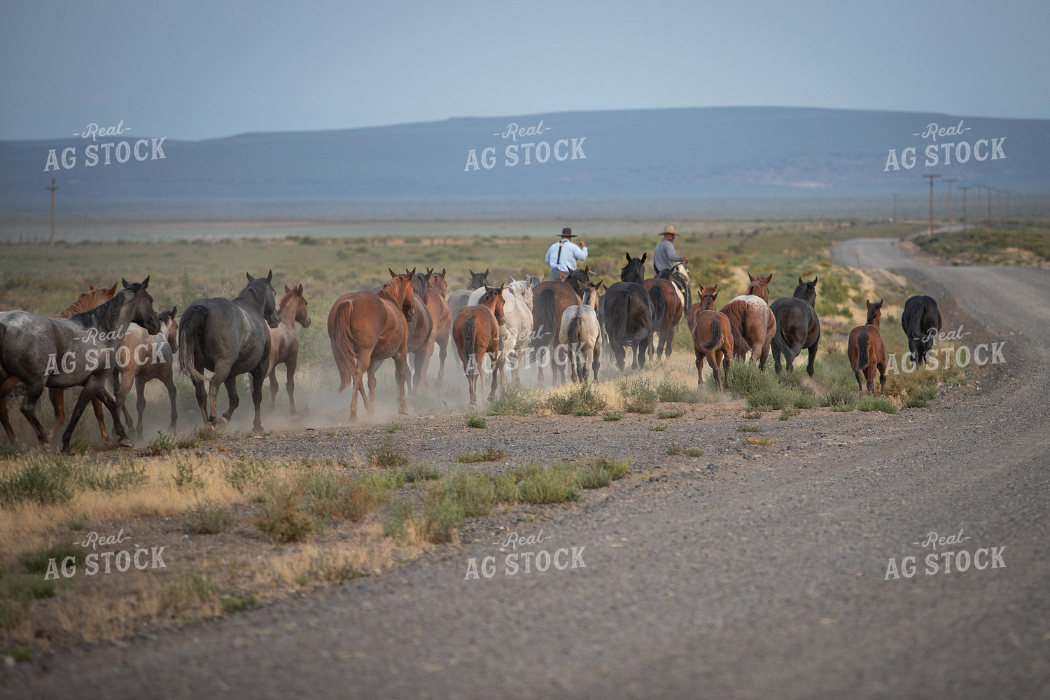 Moving Horses 78253