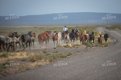 Moving Horses 78253
