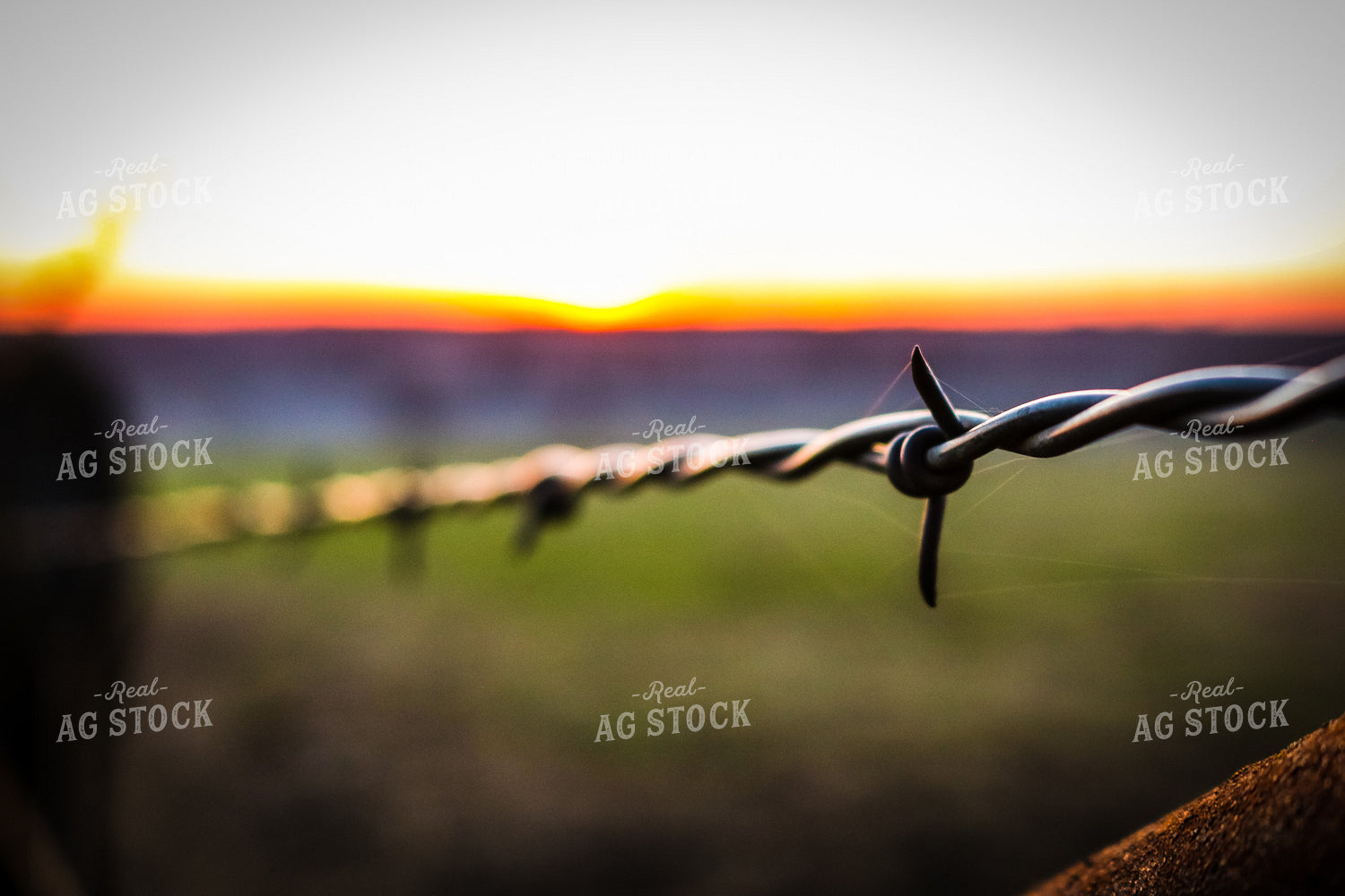 Barbed Wire 214010