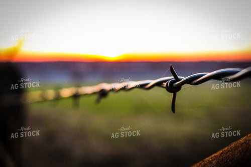 Barbed Wire 214010