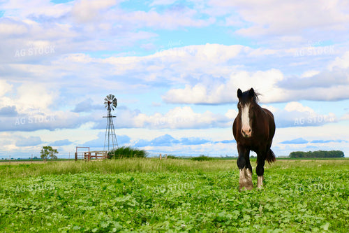 Horse and Windmill 299109