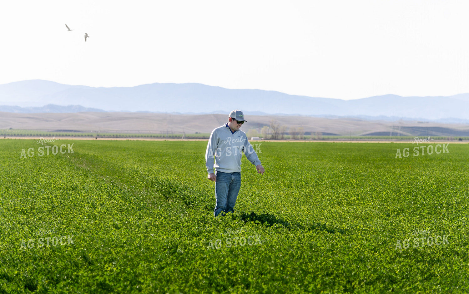 Farmer in Field 107014