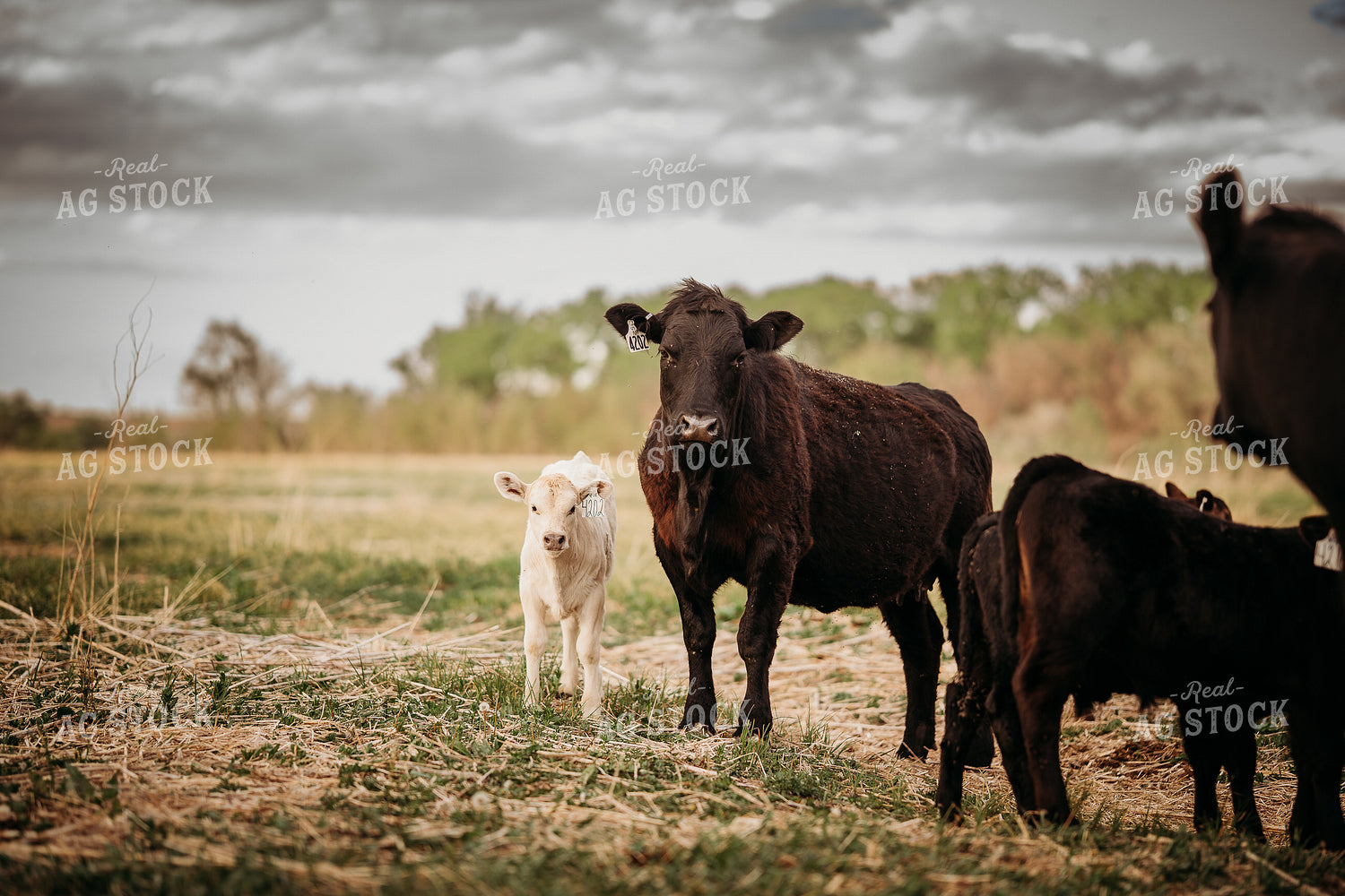 Cow Calf Pairs on Pasture 196294