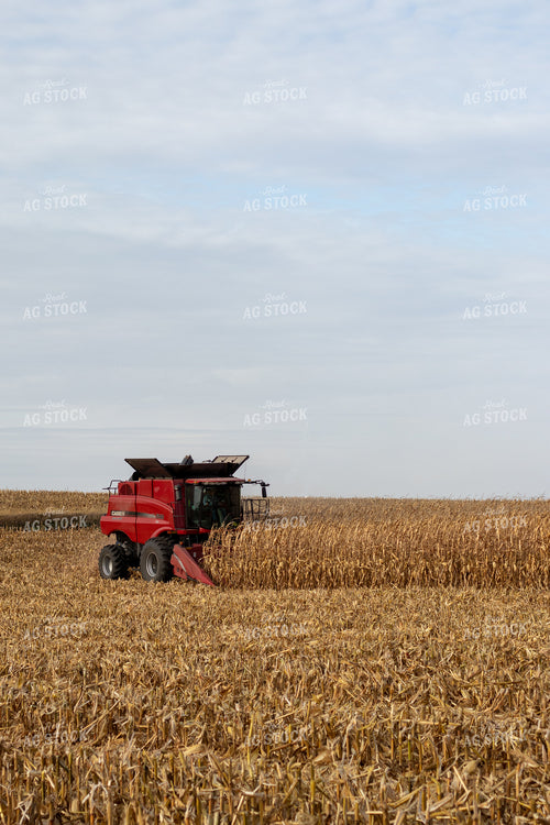 Combine Harvesting Corn 67142