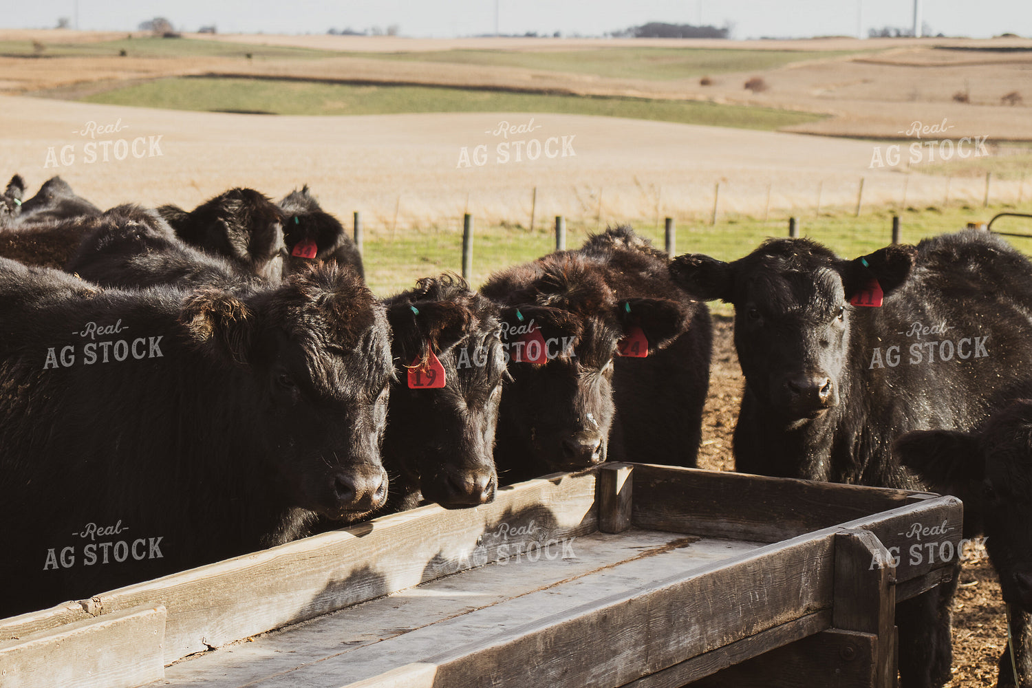 Angus Cattle in Pen 67051