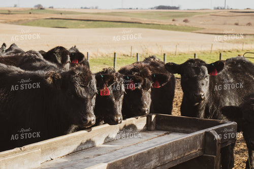 Angus Cattle in Pen 67051