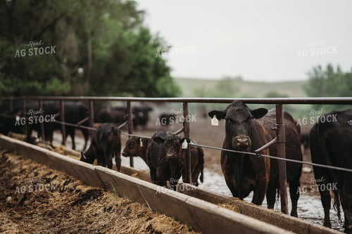 Angus Cattle in Pen Feeding 196171