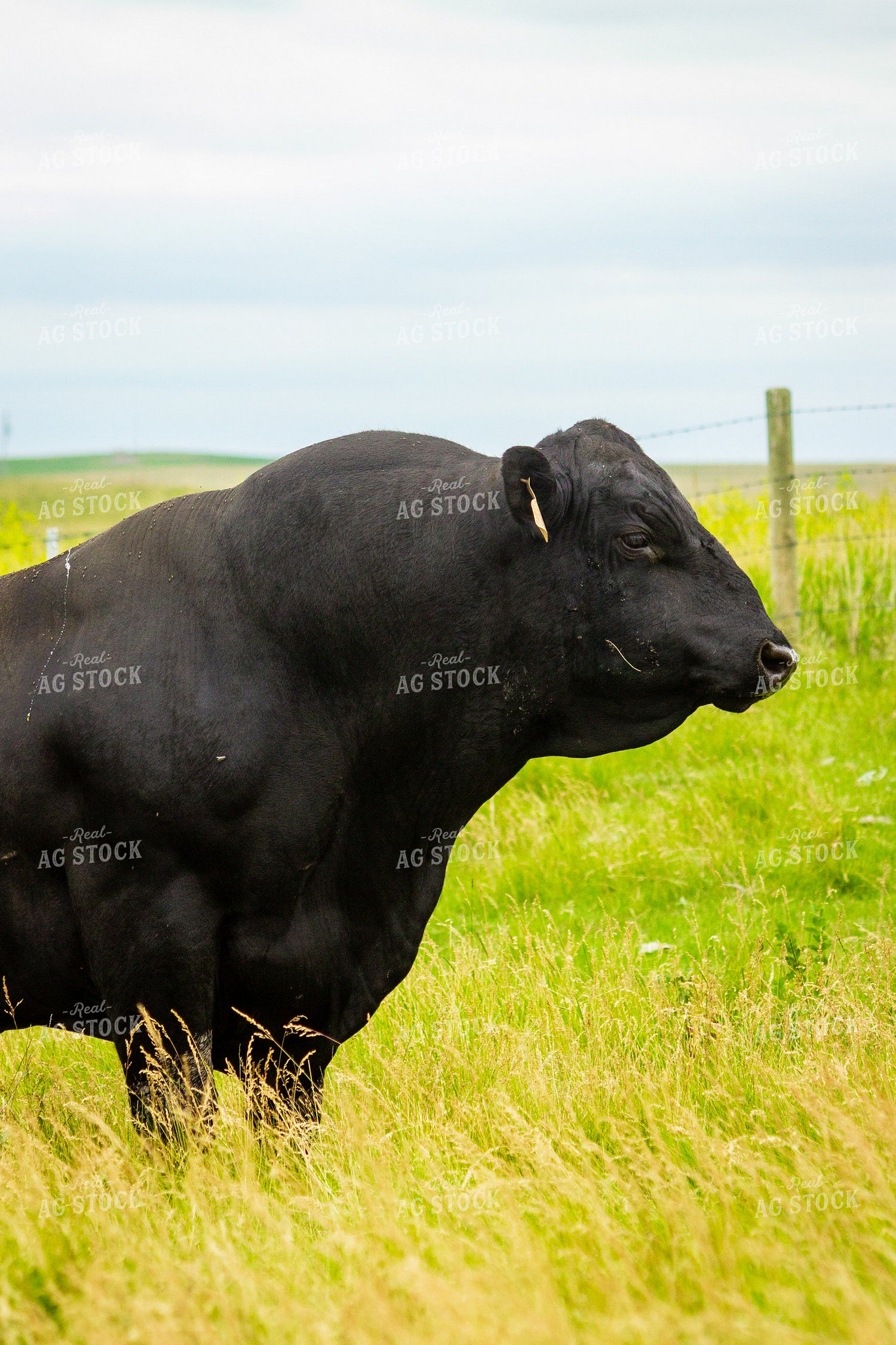 Angus Bull 155261