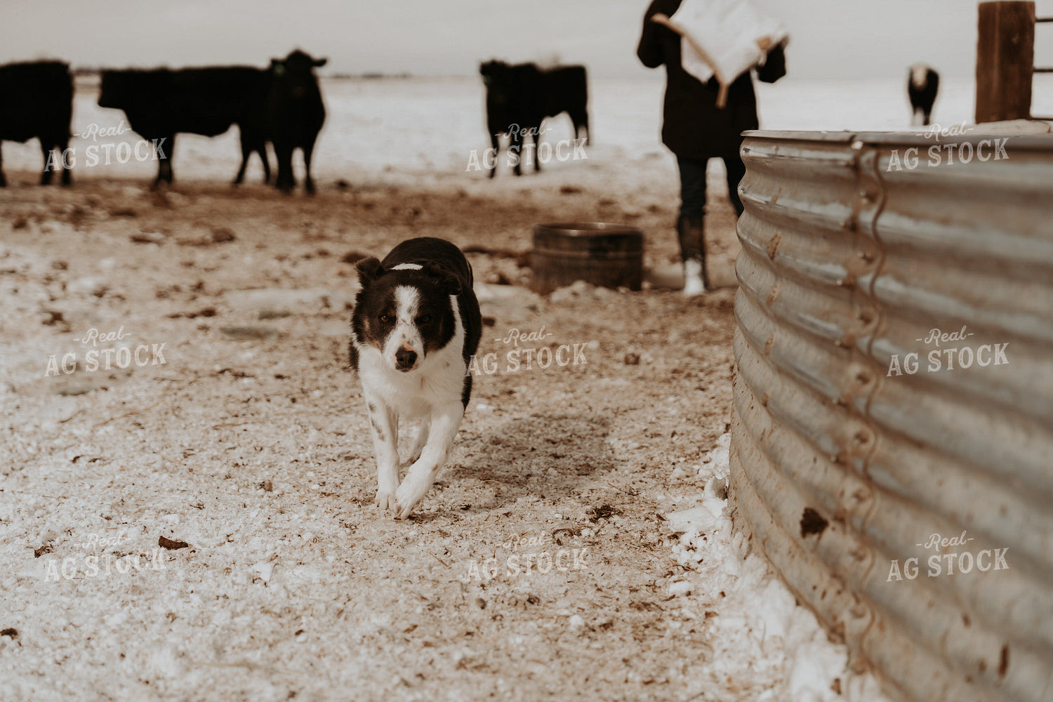 Ranch Dog on Pasture 61210