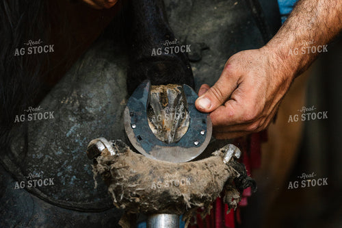 Farrier Fitting Horseshoes 52735