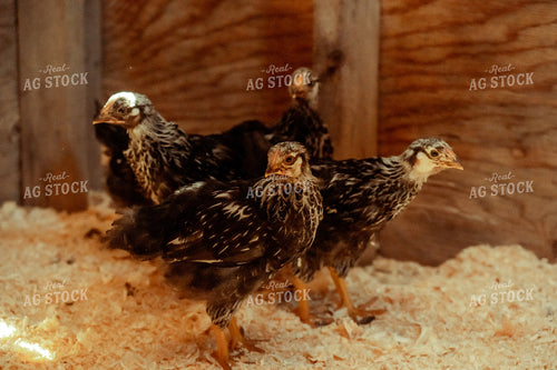 Adolescent Chickens 58060