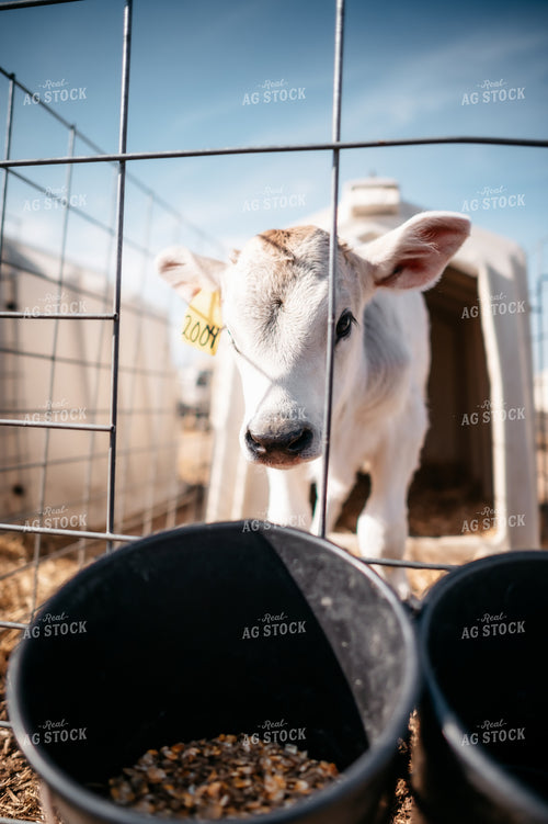 Calf in Pen 56605