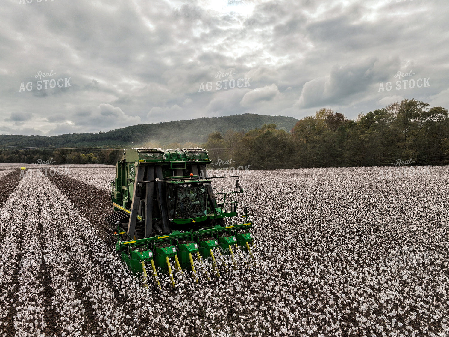 Cotton Harvest 128100