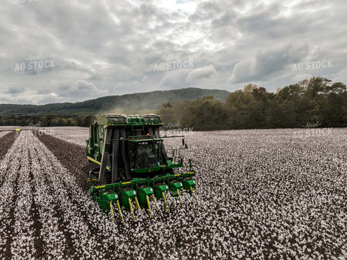 Cotton Harvest 128100