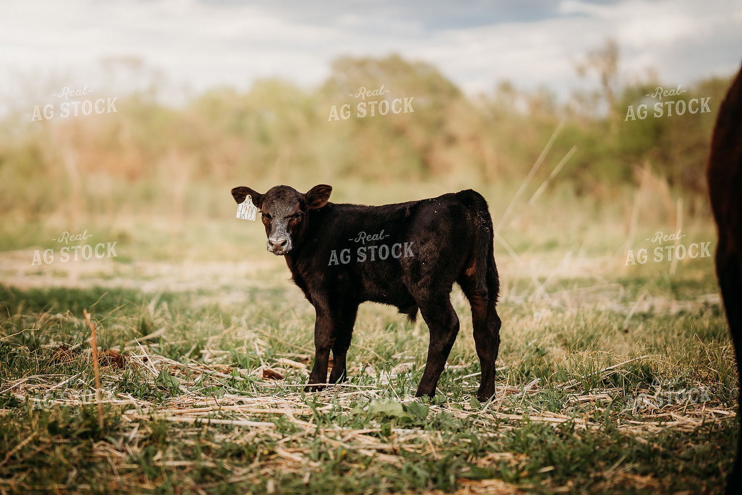 Milk on Calf's Face 196303