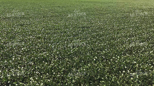 Midseason Soybean Field 239400