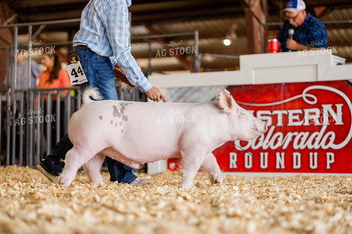 Pig Showing at Agricultural Fair 97193