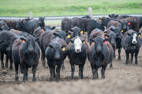 Cattle on Feedlot 193032