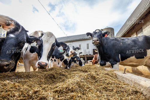 Holstein Cattle Eating 270075