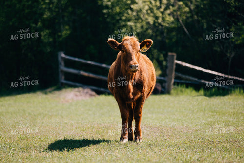 Red Angus 178001