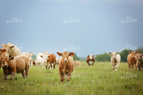 Cattle in Pasture 127016
