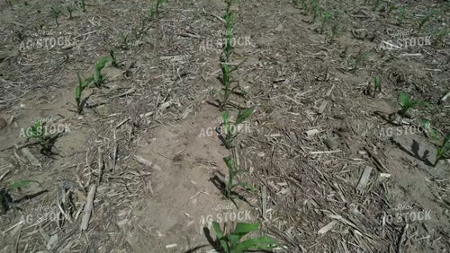 Fly Over of Corn Field 65146