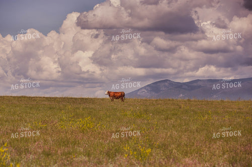 Hereford Cow in Pasture 81014