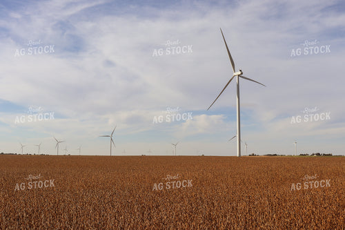 Dried Soybeans with Windmills 67012