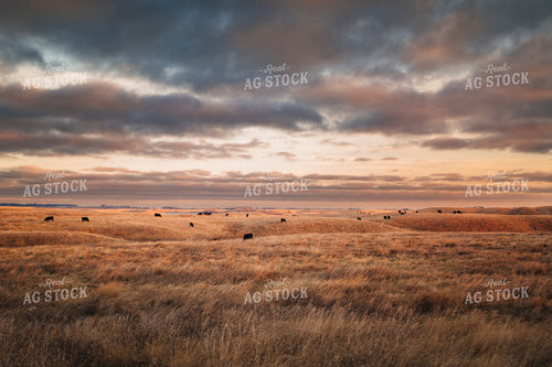 Cattle on Scenic Pasture 285010
