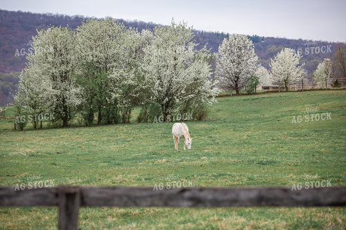 Horse Grazing 270489