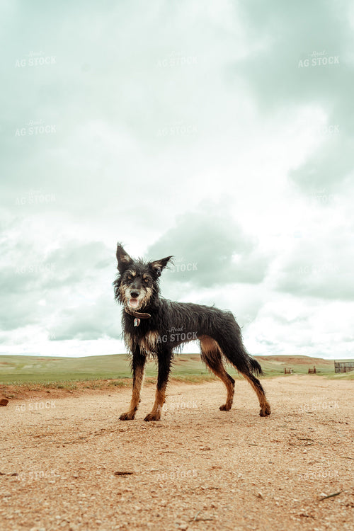 Ranch Dog 58067