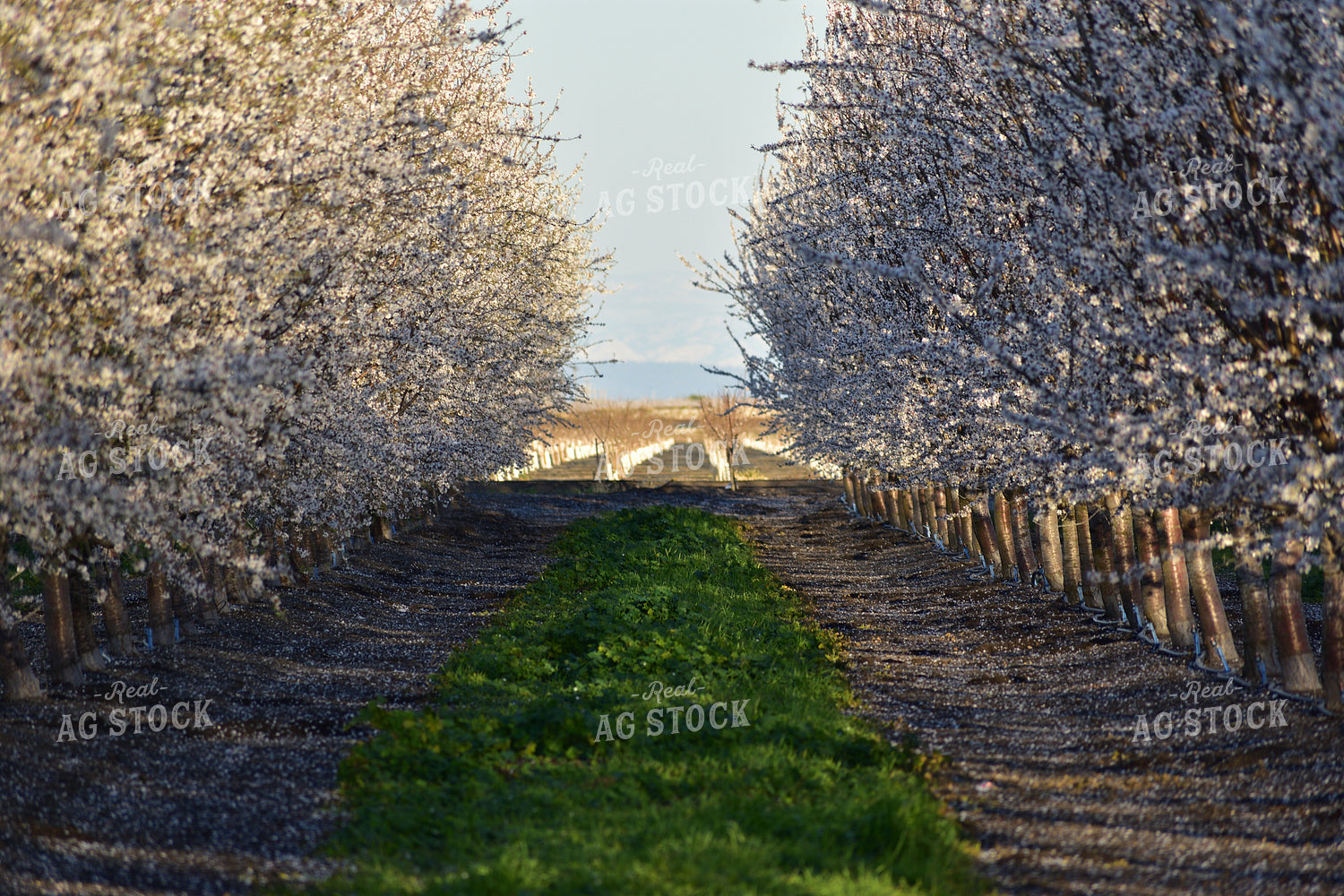 Flowering Almond Trees 144000