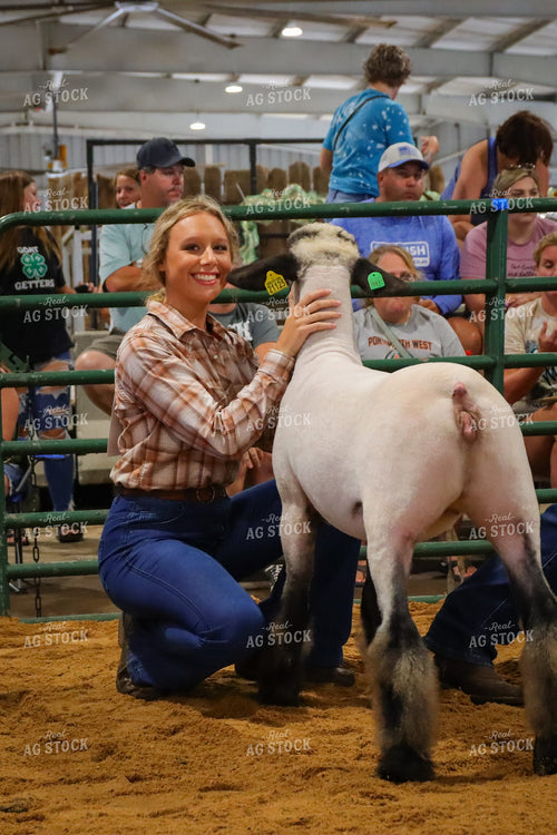 4H Kid Showing Sheep 52185