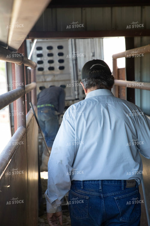 Loading Cattle 117070