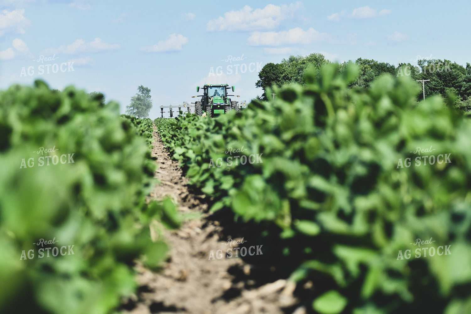 Ridge Tilling Between Rows of Soybeans 86005