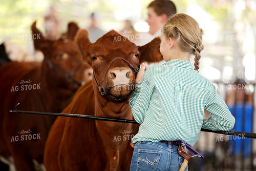 Showing Cattle 127110