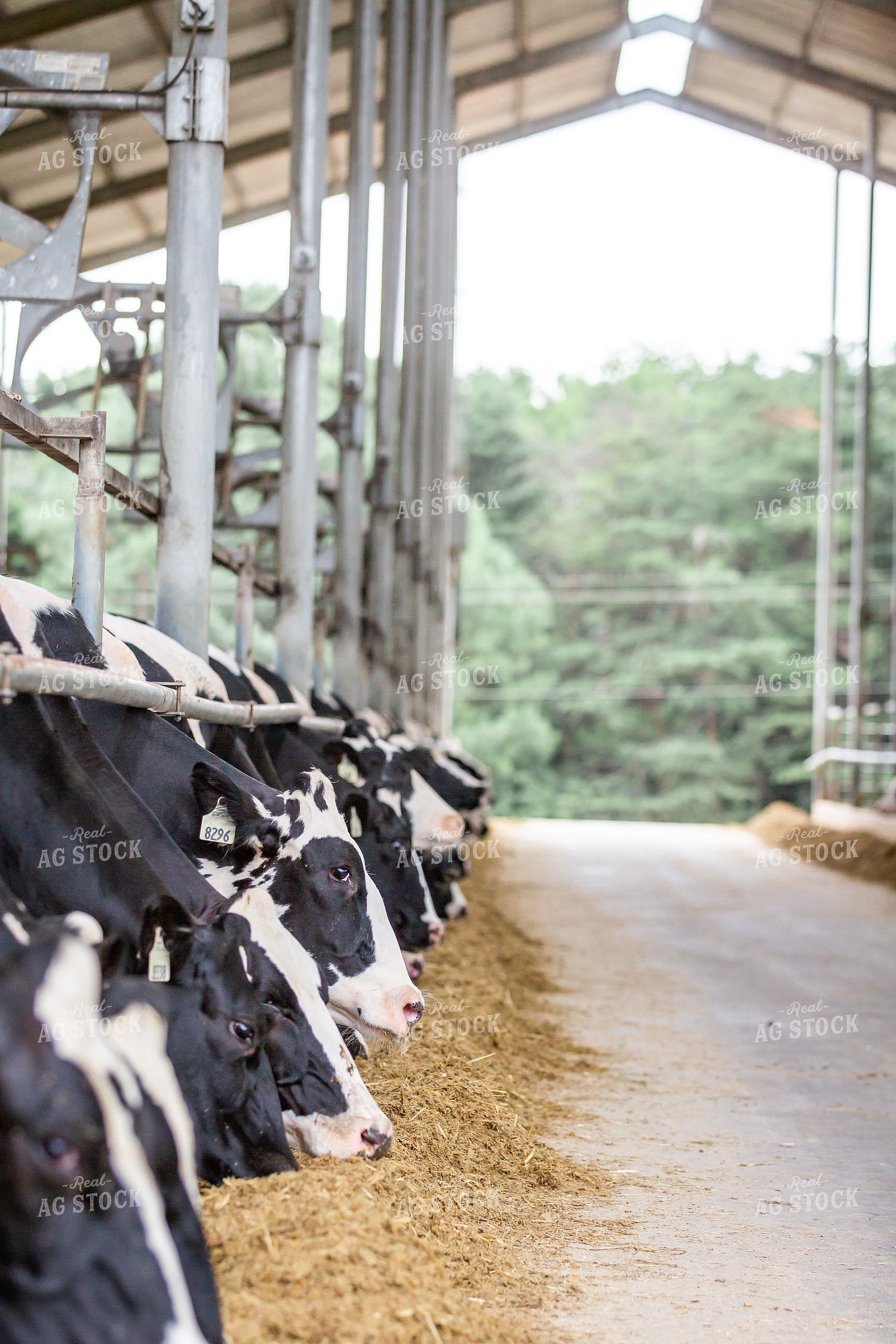 Holstein Cattle Eating in Freestall Barn 270223