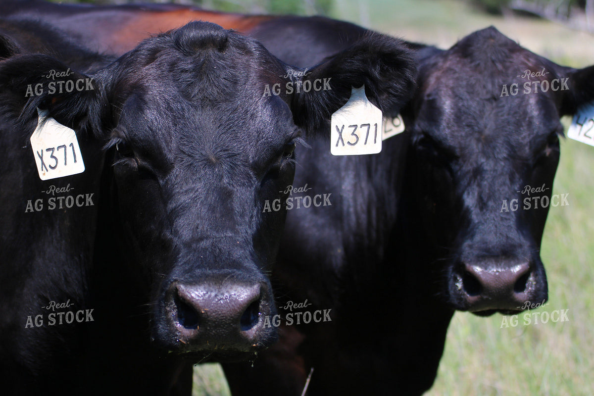 Black Angus Cattle 82492