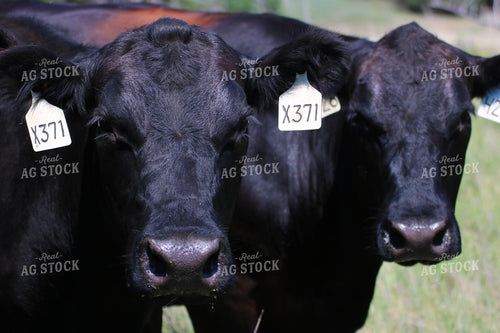 Black Angus Cattle 82492
