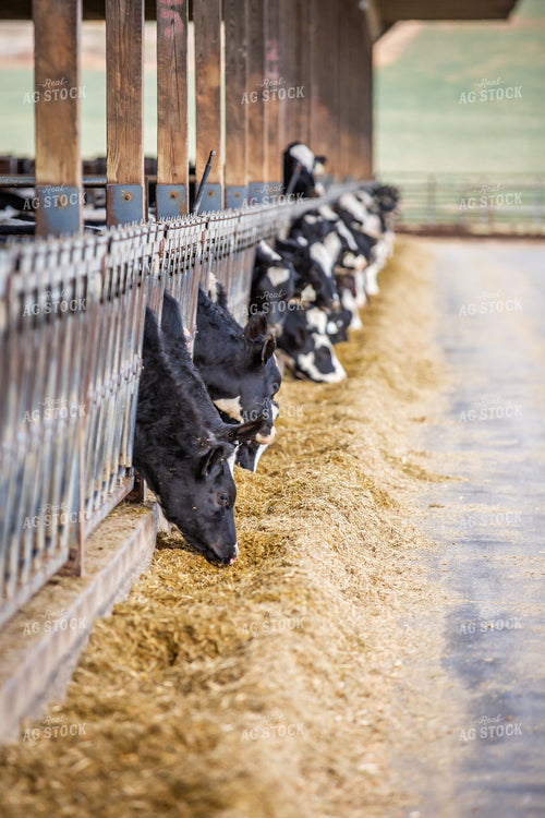 Holstein Cattle Eating in Freestall Barn 270064