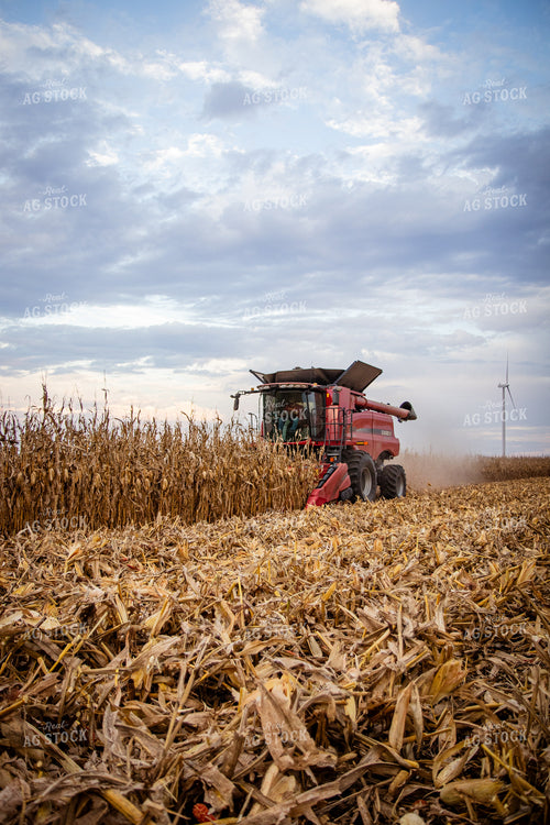 Corn Harvest 268208