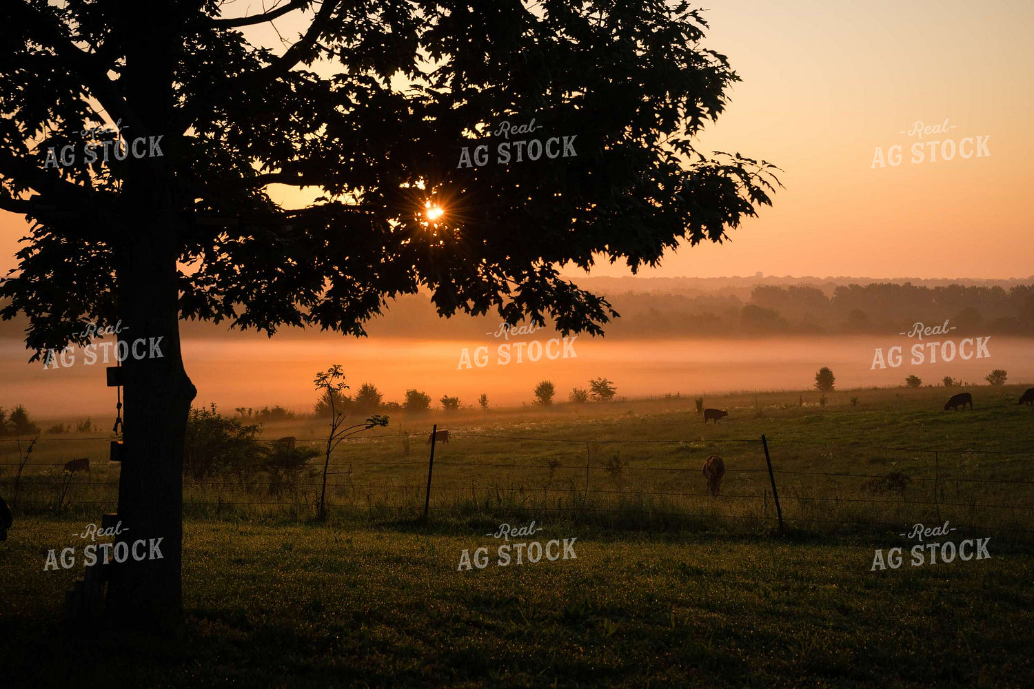 Pasture on Foggy Sunrise 219073