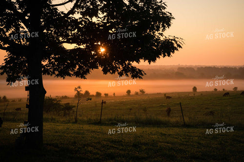Pasture on Foggy Sunrise 219073