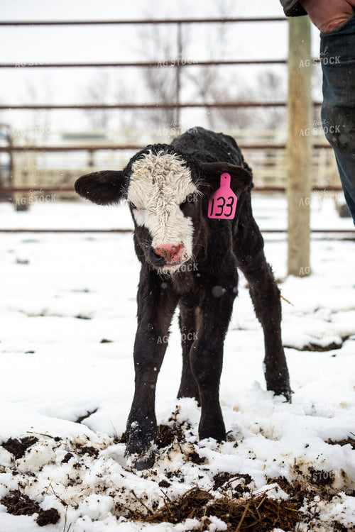 Calf with Farmer 155479