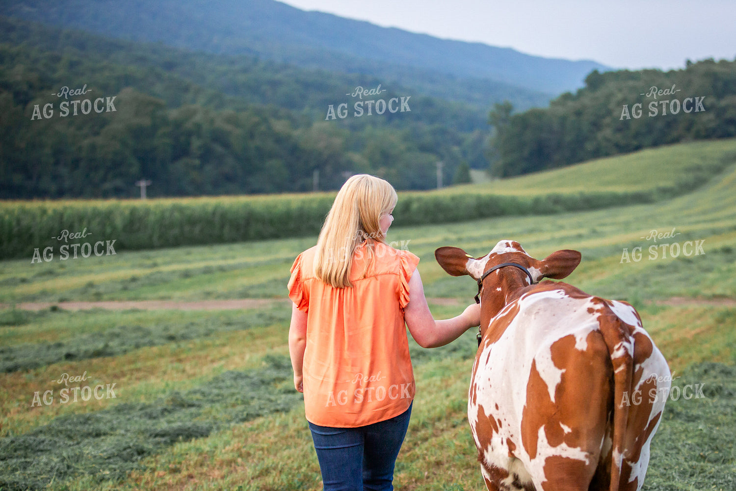 Farm Kid with Show Cow 270306