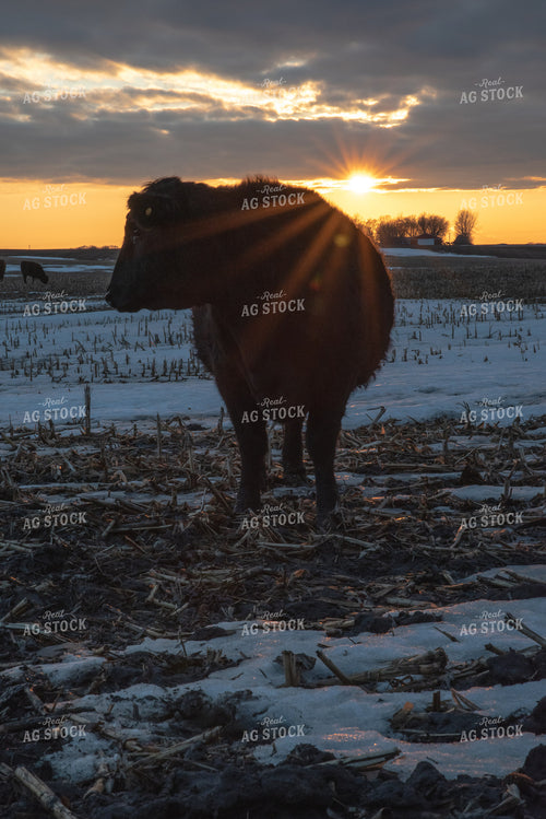 Angus Cattle on Corn Stalks at Sunset 76026