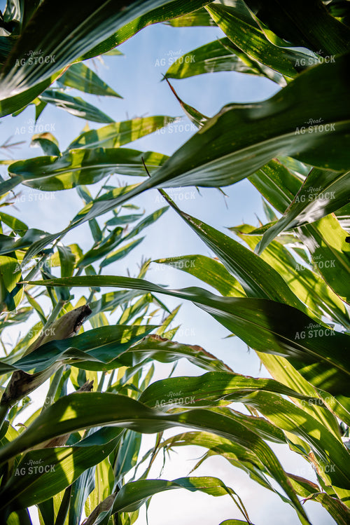 Corn Leaves from Below 137076