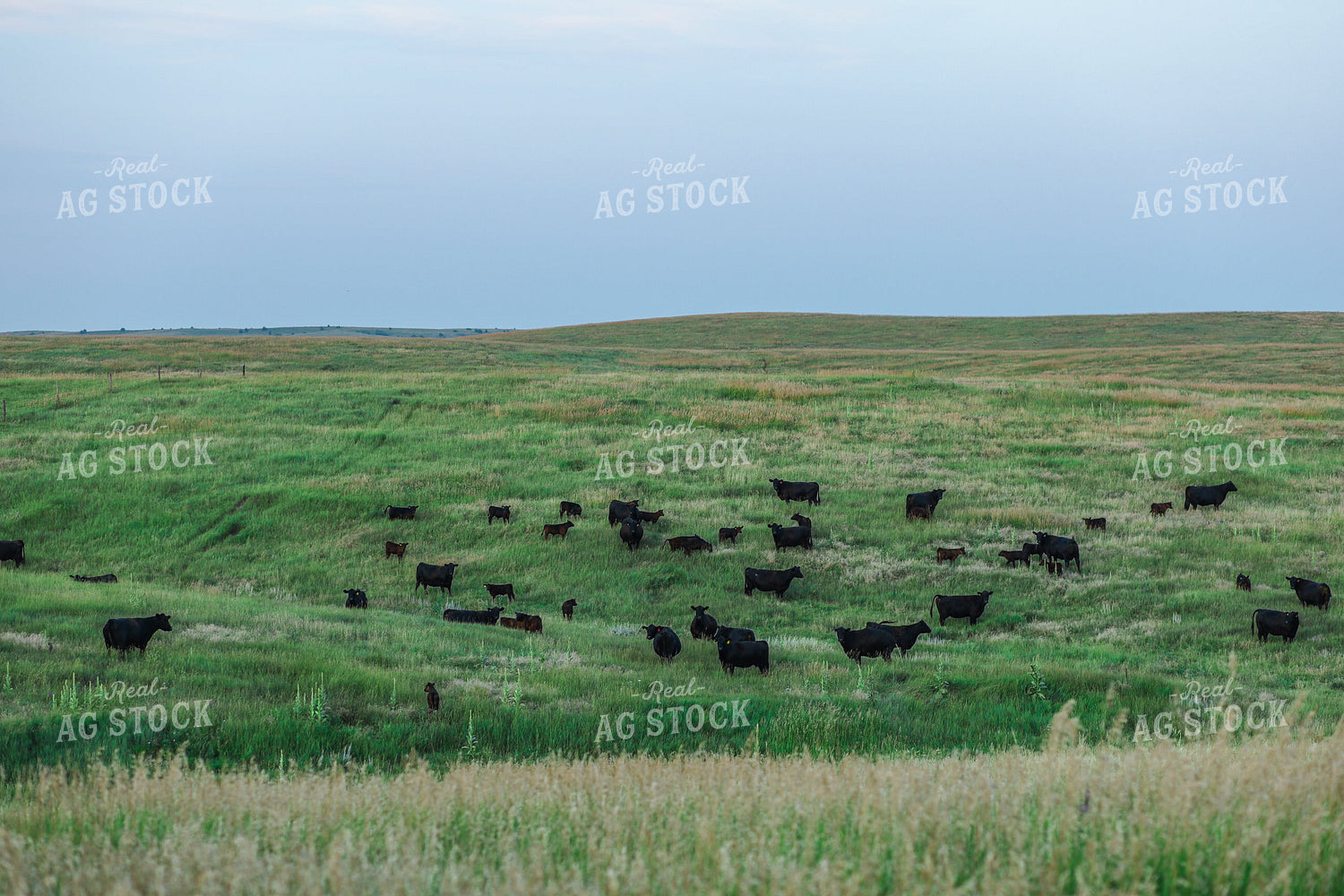 Black Angus Cattle in Pasture 123018