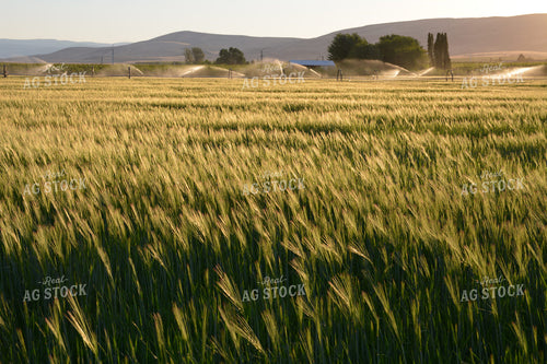 Irrigated Wheat Field 198010